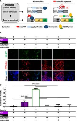 Spatiotemporal quantitative microRNA-155 imaging reports immune-mediated changes in a triple-negative breast cancer model